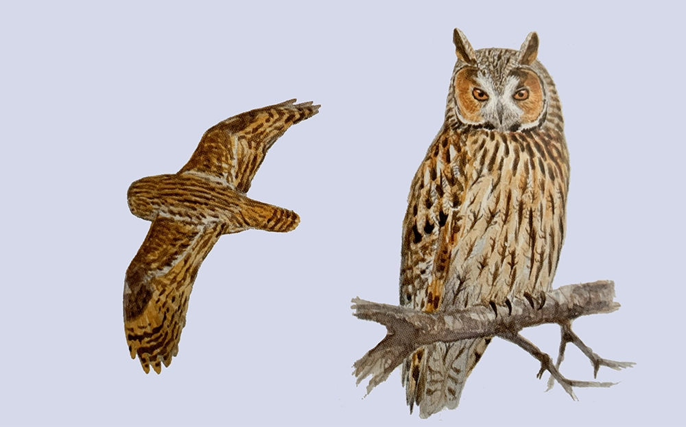 Búho chico (Asio otus)