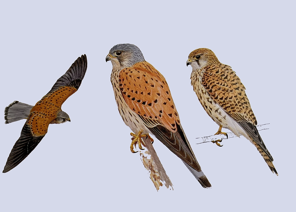 Cernícalo (Falco tinnunculus canariensis)