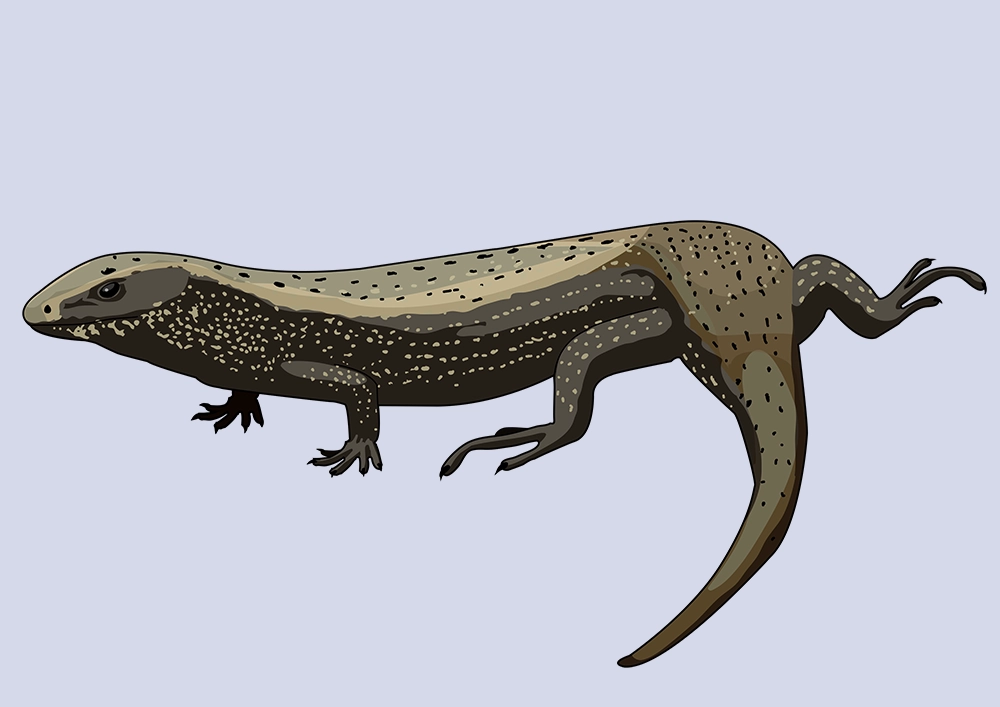 Lisa dorada (Chalcides viridanus)