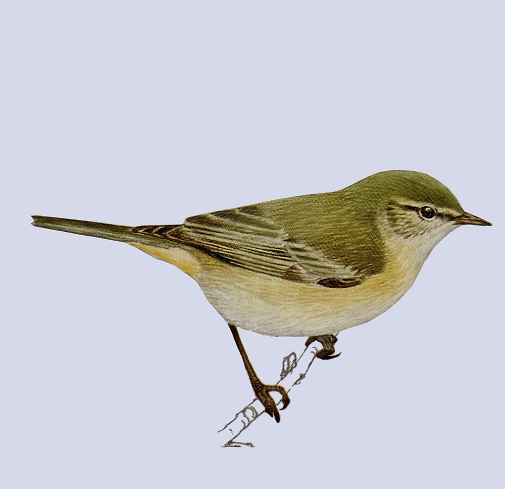 Mosquiteros (Phylloscopus canariensis canariensis)