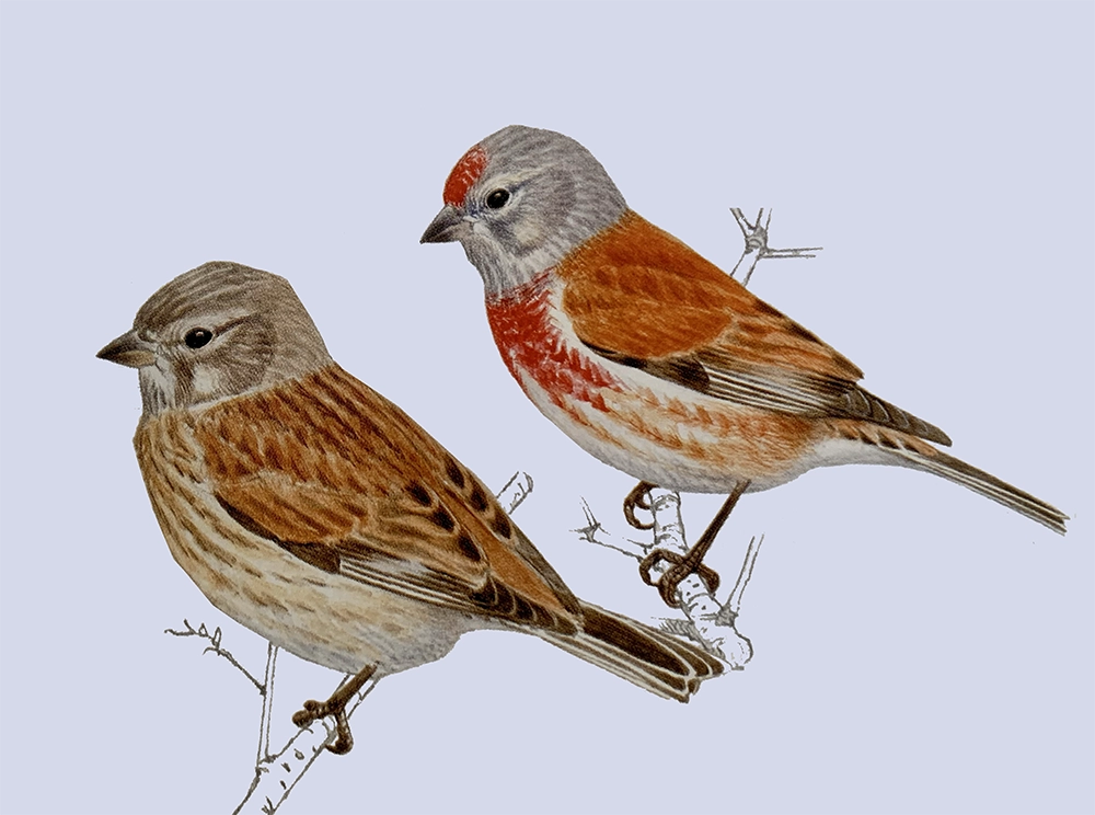 Pardillos (Carduelis cannabina meadewaldoi)